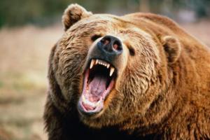 Brown bear (Ursus arctos) growling, close-up, Washington, USA
